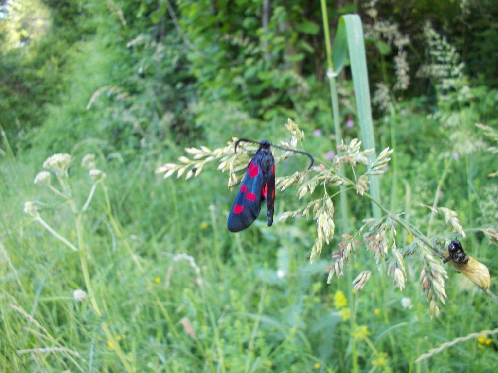 Bruchino su graminacea - Zygaena sp.